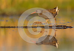 Water Rail - Rallus aquaticus