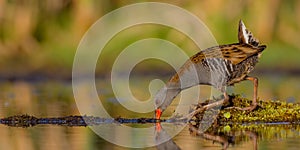 Water Rail - Rallus aquaticus