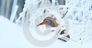 Water Rail Rallus aquaticus funny running on the ice and on the frozen surface of the lake, amazing rare photo