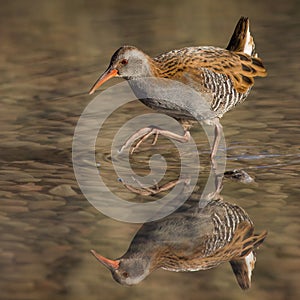 Water Rail (Rallus aquaticus) photo