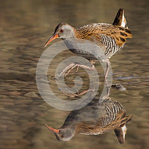 Water Rail (Rallus aquaticus)