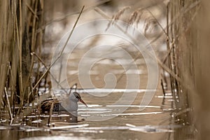 WATER RAIL Rallus aquaticus searching for food in the water between common reed, Phragmites australis