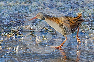 Water Rail - Rallus aquaticus walking on ice.