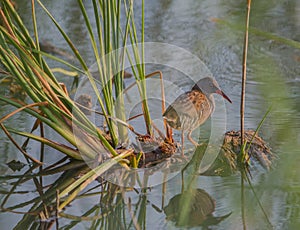 Water Rail with reed plants