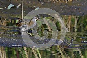 Water rail in saxon in autumn