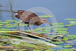 Water Rail searching for food.