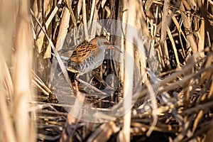 The water rail wading in wetland