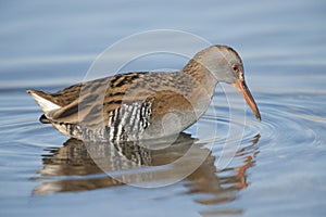 Water rail in water