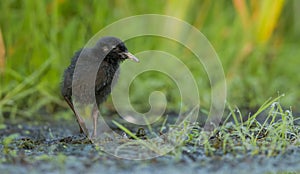 Water Rail , Rallus aquaticus , pull.