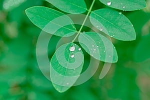 Acqua la pioggia gocce frontiere semplice foglie verdi 