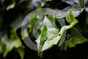 Water rain drops on a green leaf