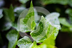 Water rain drops on a green leaf on a landscape