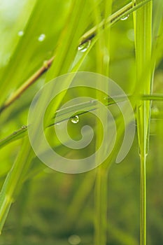 Water after rain green blade grass