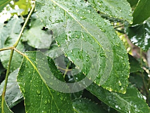 Water rains Drop on the leaves photo