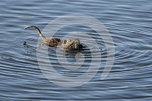 Water rat arvicola sapidus in the Natural Park of the Marshes of AmpurdÃ¡n