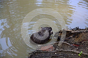 Water rat is having lunch