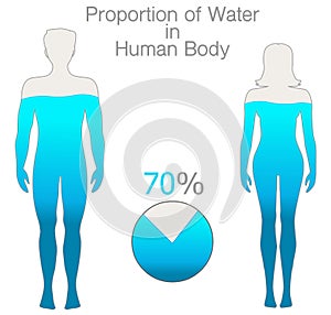 Water rate in the human body is seventy percent. Proportion h2o. Female and male silhouettes, filled with 70% water. Pie chart.