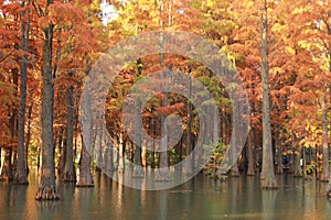 Water red forest. Metasequoia Inverted reflection in water, Dyed, country photo