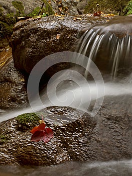 Water and red leaf 2