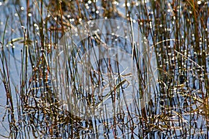 Water Reed