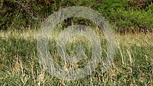 Water reed slide shot in slowmotion