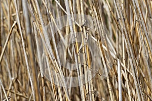 Water Reed Texture in Winter - Natural Background