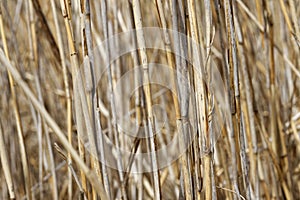 Water Reed in Winter - Detail Concept Background