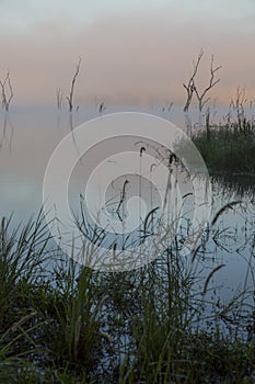 Water Reeds and Drowned Trees photo