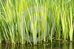 Water reeds, hertfordshire,england. ponds summer