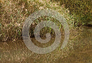 Water reeds reflecting in the pond of a city park