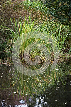 Water reeds reflecting in a water pond in the city, Belgium