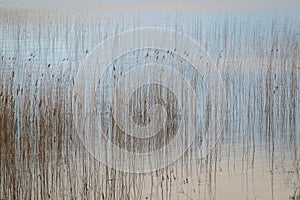 Water and reeds photo