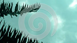 Water reflation TimeLapse of Silhouette palm tree leaf moving by hard wind