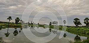 water reflecion.plam tree shadow reflection in pond