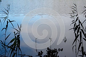 Water reflecting blue sky and clouds with smooth section and ripples framed by reeds in silhouette