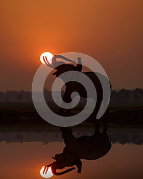 Water reflection of an elephant at sunrise at an elephant village in Thailand