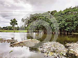 WATER,REFLECTION OF FOREST TREES,MANGROVE LIKE FOREST,THE ROOTS OF THE TREES