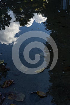Water reflection in puddle of white cloud and tree