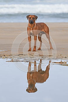 Water reflection Rhodesian Ridgeback dog