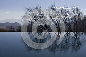 Water reflection of trees