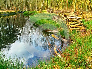 Water reflection of trees in a pool