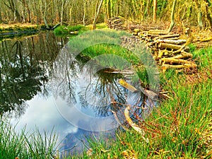 Water reflection of trees in a pool