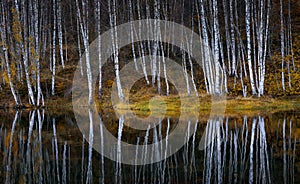 Water reflections of autumn birch photo