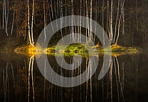 Water reflections of autumn birch