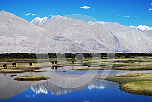 Water reflections, Ladakh, India photo