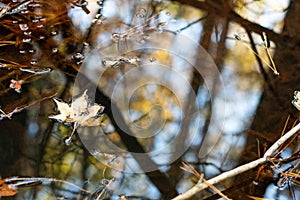 Water Reflects Autumn Foliage and Sky