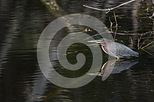 Water reflexion of a green heron