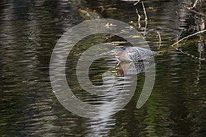 Water reflexion of a green heron