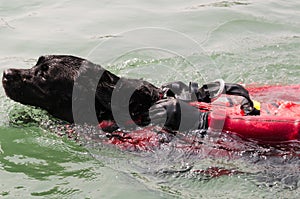 Water rescue dog