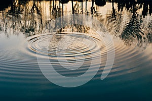 Water rings on forest lake